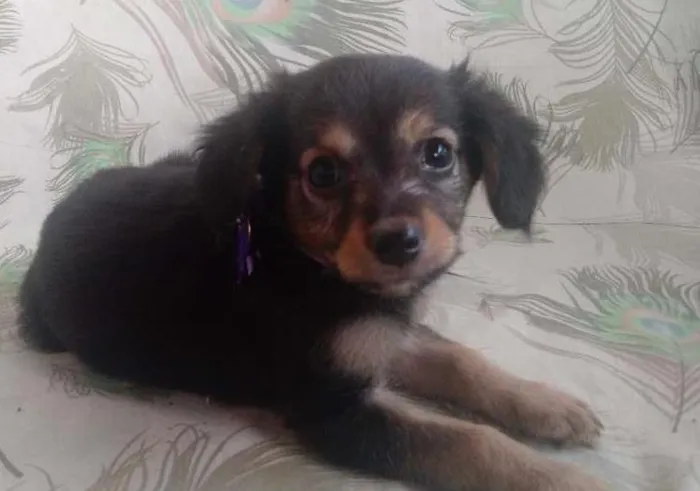 Cachorro raça SRD idade 2 a 6 meses nome Jasmine