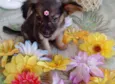 Flor