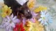 Flor