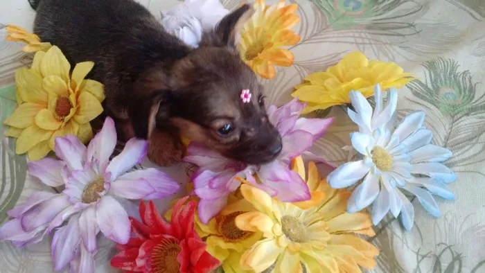 Cachorro raça SRD idade 2 a 6 meses nome Flor