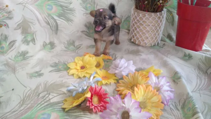 Cachorro raça SRD idade 2 a 6 meses nome Flor