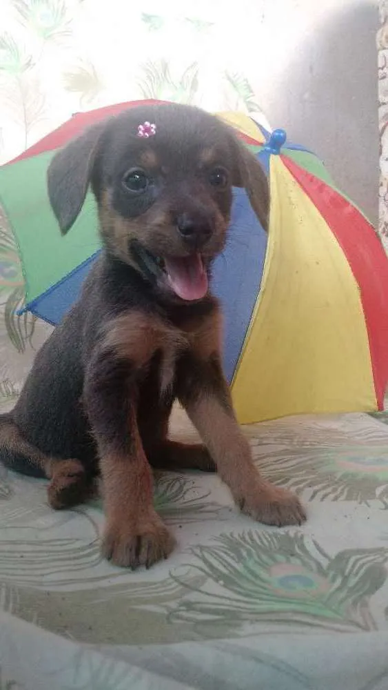 Cachorro raça SRD idade 2 a 6 meses nome Dengosa