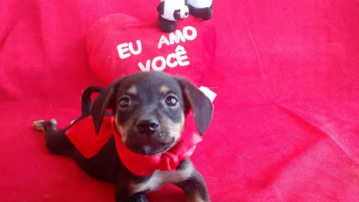 Cachorro raça SRD idade 2 a 6 meses nome Sapeca
