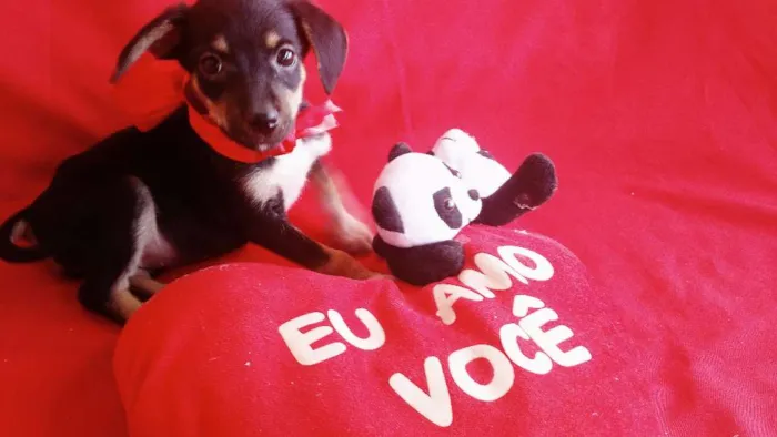 Cachorro raça SRD idade 2 a 6 meses nome Sapeca