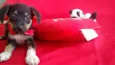Sapeca