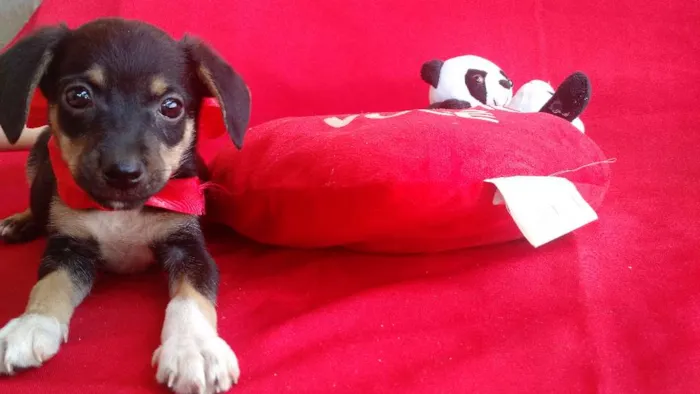 Cachorro raça SRD idade 2 a 6 meses nome Sapeca