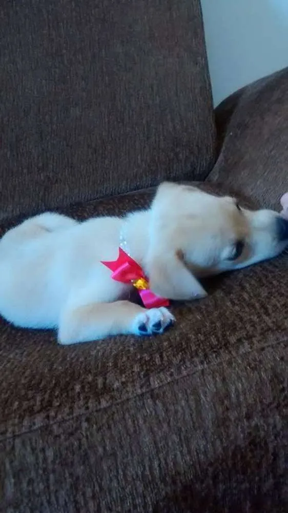 Cachorro ra a vira lata  idade Abaixo de 2 meses nome Dora