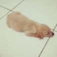 Dora