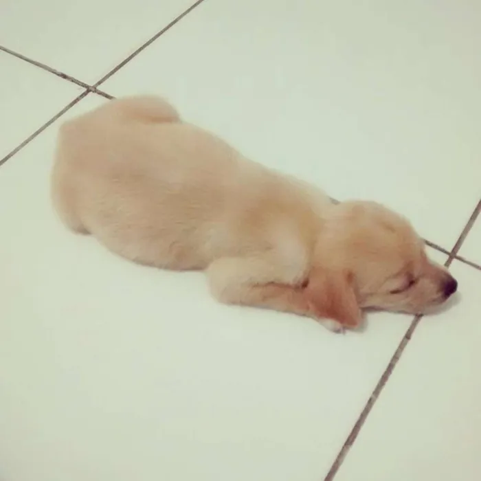 Cachorro ra a vira lata  idade Abaixo de 2 meses nome Dora