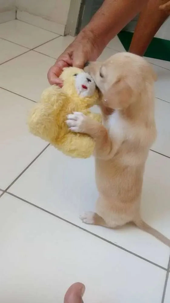 Cachorro ra a vira lata  idade Abaixo de 2 meses nome Dora