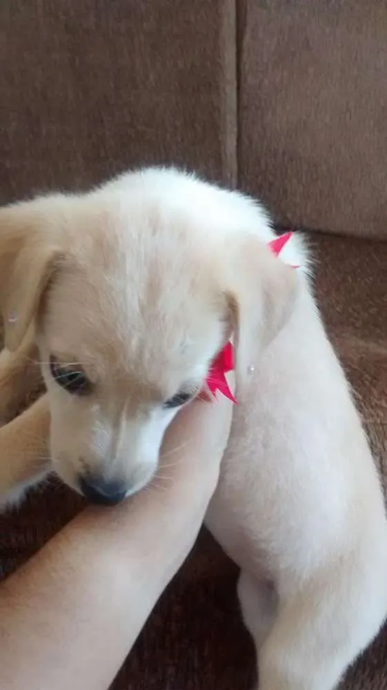 Cachorro ra a vira lata  idade Abaixo de 2 meses nome Dora