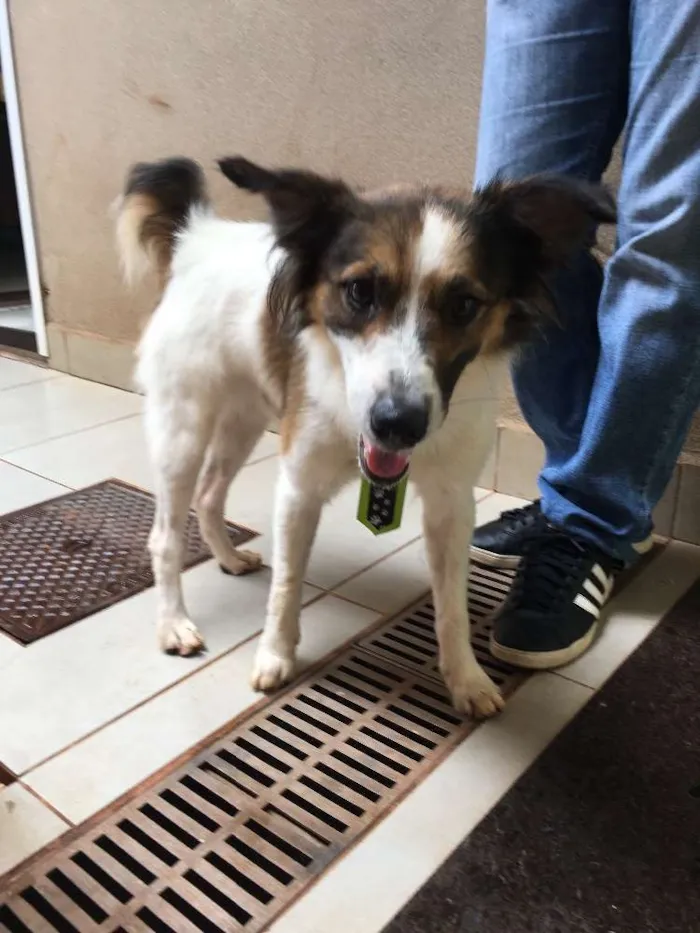 Cachorro ra a Border collie misturado idade  nome Oliver