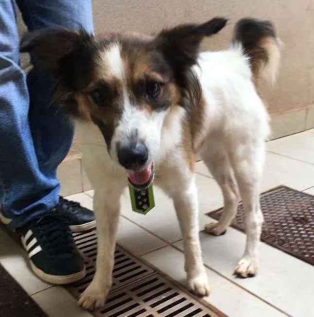 Cachorro ra a Border collie misturado idade  nome Oliver