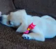 Dora