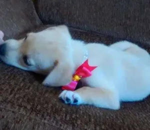 Cachorro raça vira lata  idade Abaixo de 2 meses nome Dora