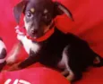 Sapeca