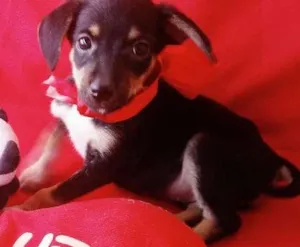 Cachorro raça SRD idade 2 a 6 meses nome Sapeca