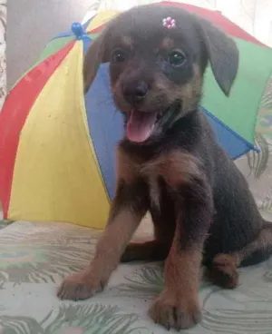 Cachorro raça SRD idade 2 a 6 meses nome Dengosa