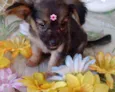 Flor