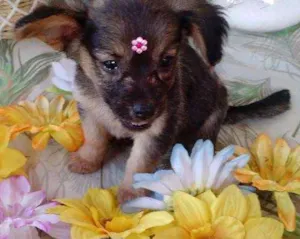 Cachorro raça SRD idade 2 a 6 meses nome Flor