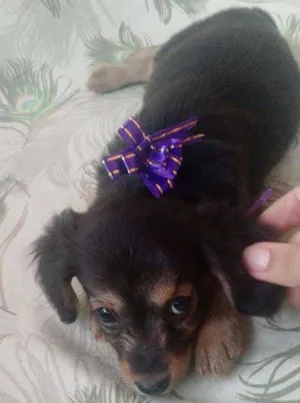 Cachorro raça SRD idade 2 a 6 meses nome Jasmine