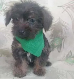 Cachorro raça SRD idade 2 a 6 meses nome Popeye