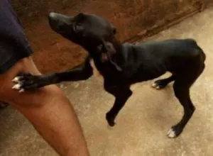 Cachorro raça Vira-lata idade 2 a 6 meses nome Pisquila