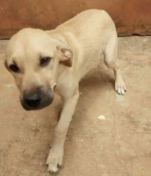 Cachorro raça Vira-lata idade 2 a 6 meses nome Amarelo