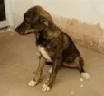 Rajado 