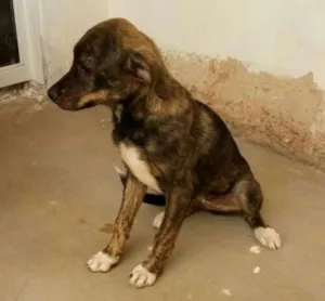 Cachorro raça Vira-lata idade 2 a 6 meses nome Rajado 