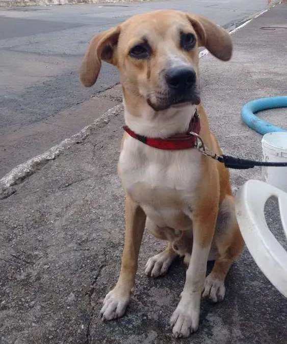Cachorro ra a Sem Raça Definida idade 7 a 11 meses nome Bethoven