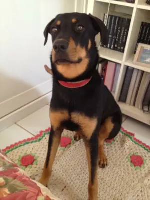 Cachorro raça Hoteweiller e vira lata idade 5 anos nome Keiko e guto