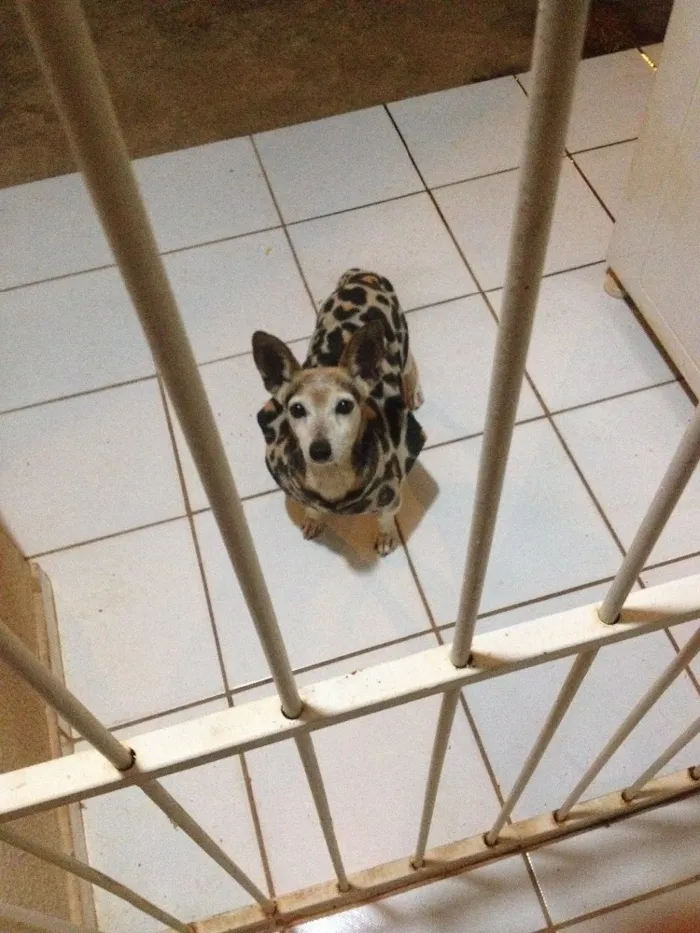 Cachorro ra a Hoteweiller e vira lata idade 5 anos nome Keiko e guto