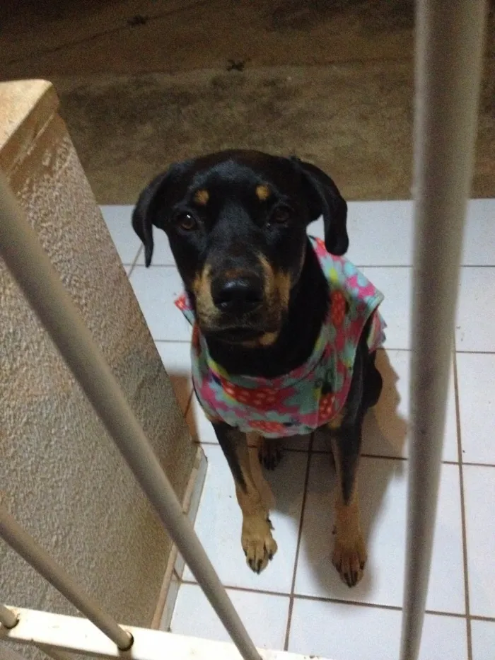 Cachorro ra a Hoteweiller e vira lata idade 5 anos nome Keiko e guto