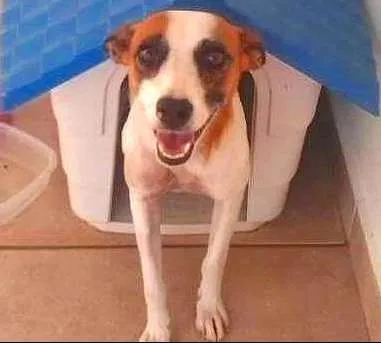 Cachorro ra a viralata idade  nome Menina