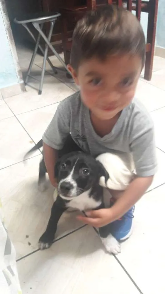 Cachorro ra a Srd idade 2 a 6 meses nome Kiara