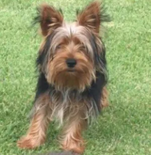 Cachorro raça Yorkshire idade 2 anos nome Hulk