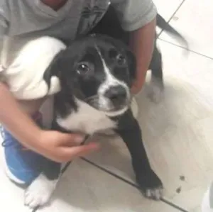 Cachorro raça Srd idade 2 a 6 meses nome Kiara