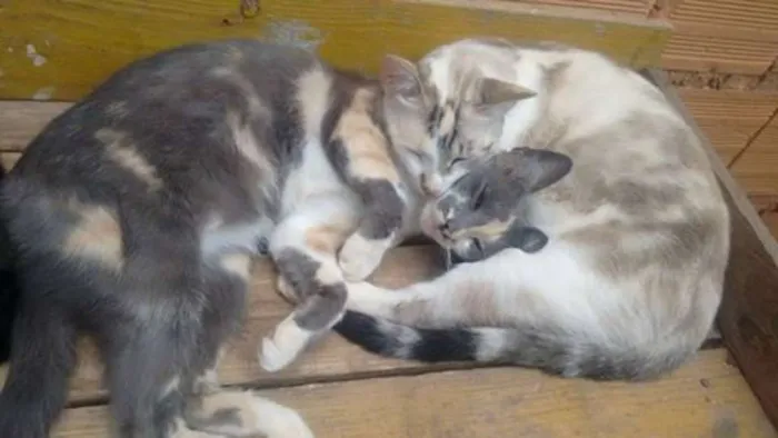 Gato ra a cialatas idade 3 anos nome preto, cinza,branca