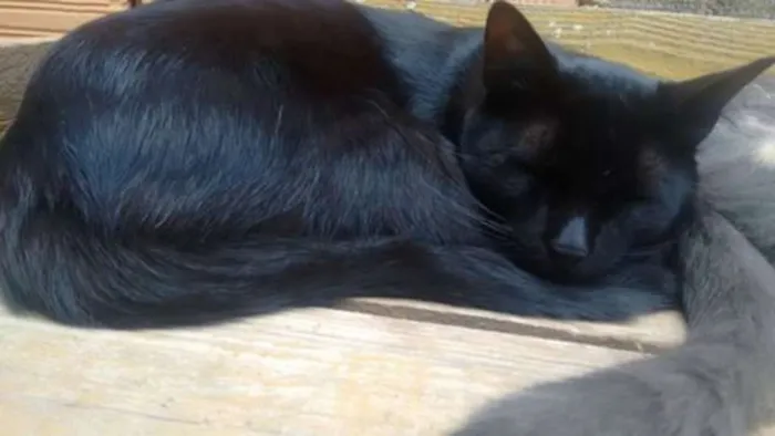Gato ra a cialatas idade 3 anos nome preto, cinza,branca
