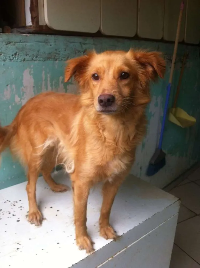 Cachorro ra a  idade 3 anos nome Nicole