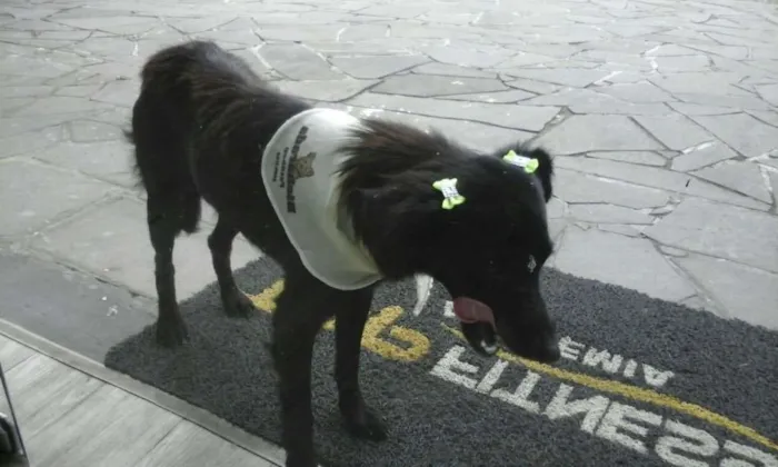 Cachorro ra a Sem raça  idade 7 a 11 meses nome Pretinha