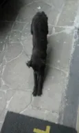 Pretinha