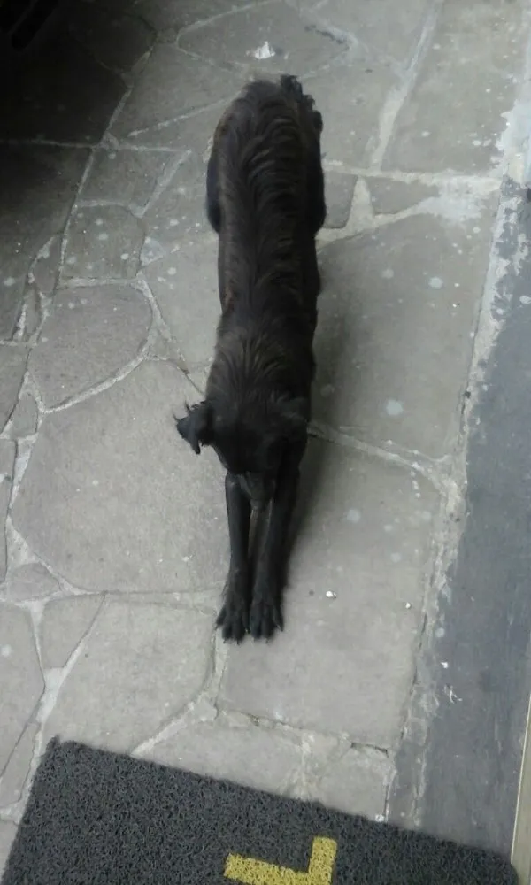 Cachorro ra a Sem raça  idade 7 a 11 meses nome Pretinha
