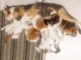 4 gatinhos