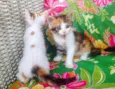 4 gatinhos