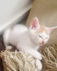 4 gatinhos