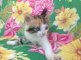 4 gatinhos