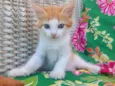 4 gatinhos