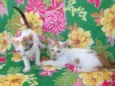 4 gatinhos